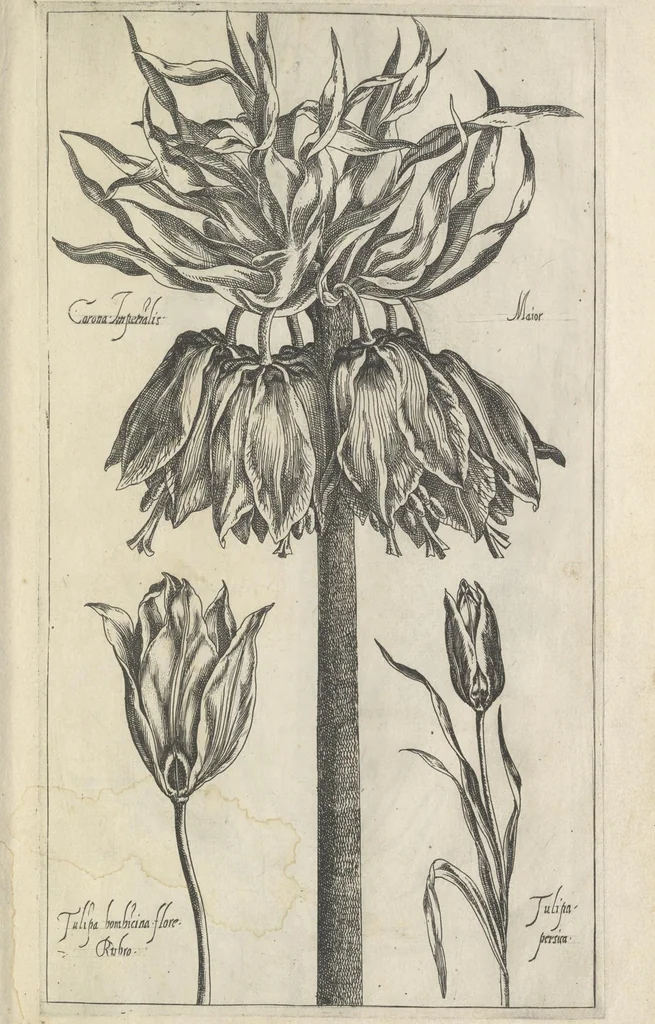 An illustration from Le iardin du roy très chrestien Henry IV roy de France et de Navare : dédié à la royne, 1608, leaf 22
