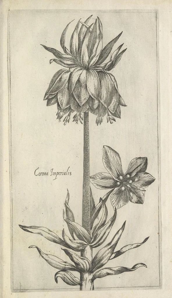 An illustration from Le iardin du roy très chrestien Henry IV roy de France et de Navare : dédié à la royne, 1608, leaf 24