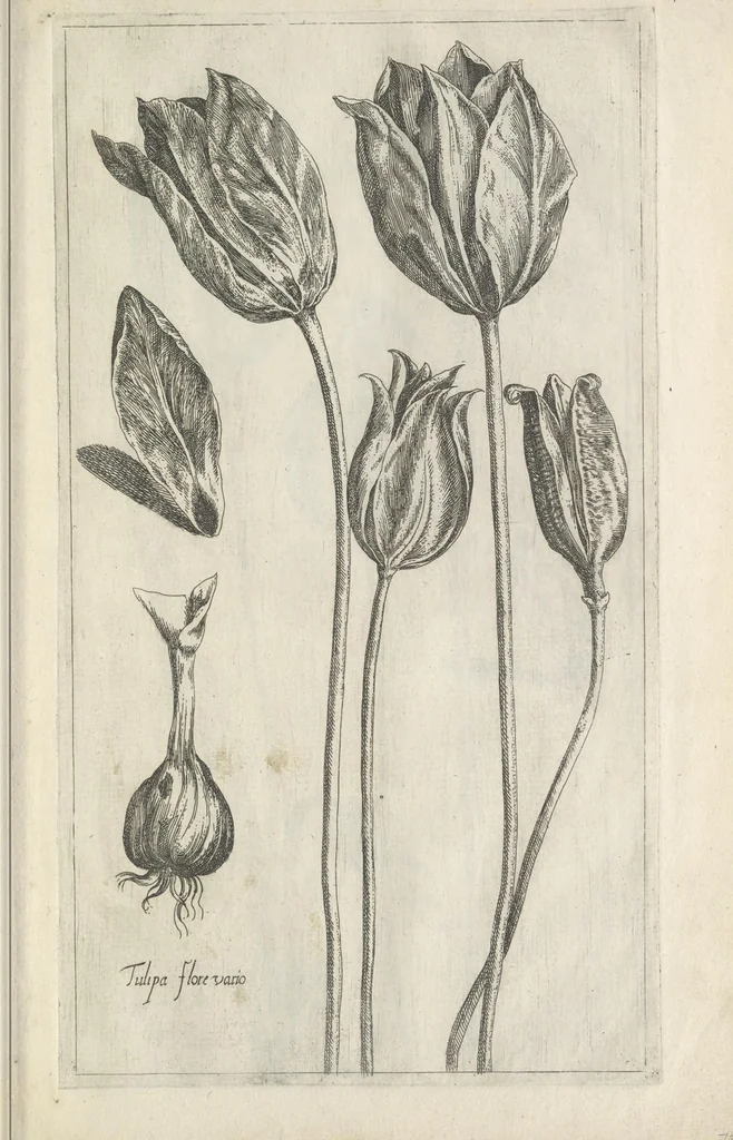 An illustration from Le iardin du roy très chrestien Henry IV roy de France et de Navare : dédié à la royne, 1608, leaf 26