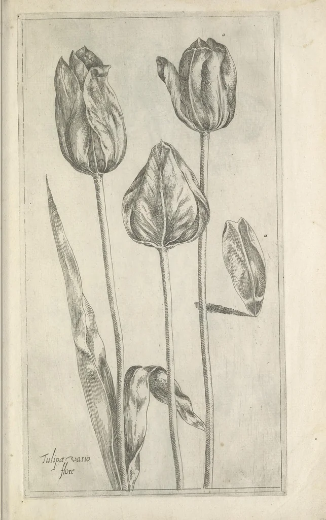 An illustration from Le iardin du roy très chrestien Henry IV roy de France et de Navare : dédié à la royne, 1608, leaf 28