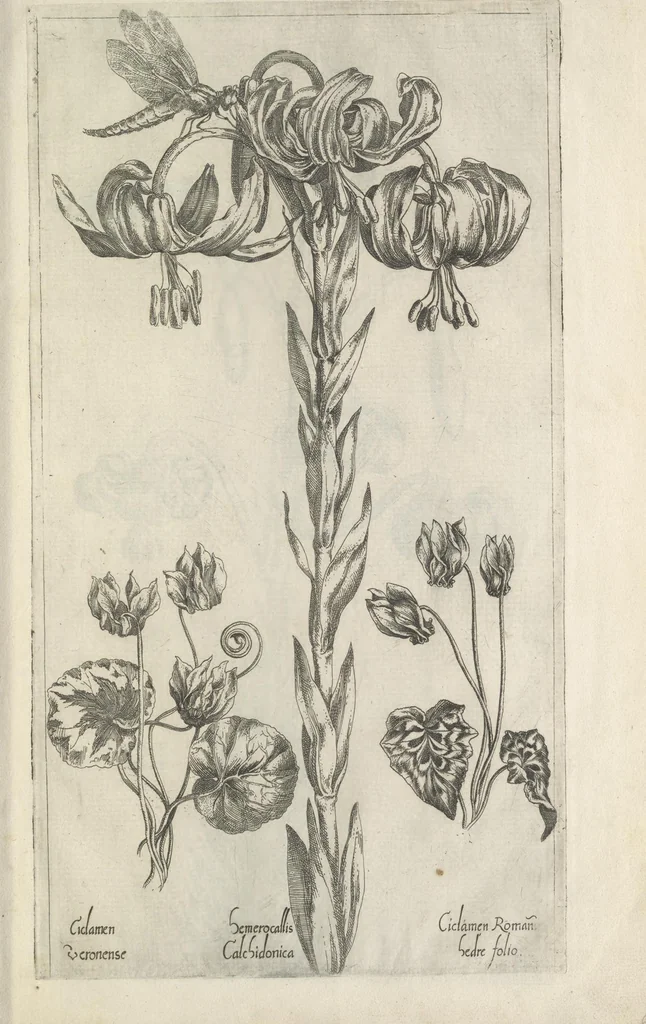 An illustration from Le iardin du roy très chrestien Henry IV roy de France et de Navare : dédié à la royne, 1608, leaf 30