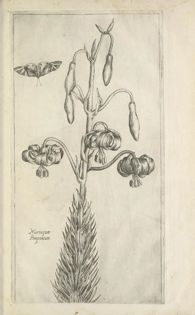 An illustration from Le iardin du roy très chrestien Henry IV roy de France et de Navare : dédié à la royne, 1608, leaf 32