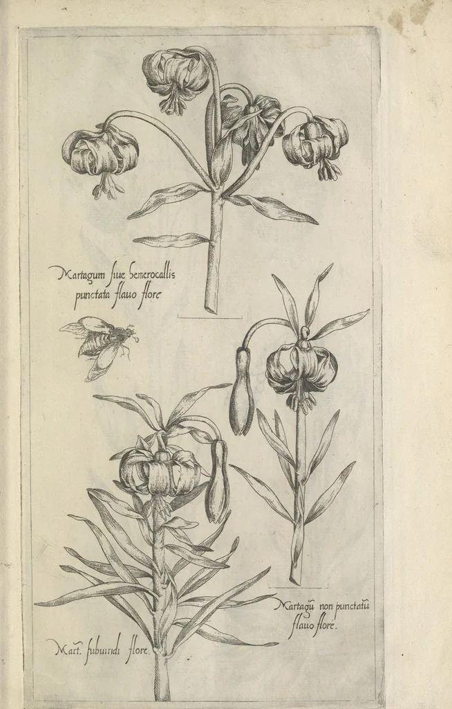 An illustration from Le iardin du roy très chrestien Henry IV roy de France et de Navare : dédié à la royne, 1608, leaf 34
