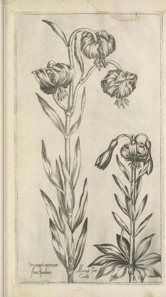 An illustration from Le iardin du roy très chrestien Henry IV roy de France et de Navare : dédié à la royne, 1608, leaf 36
