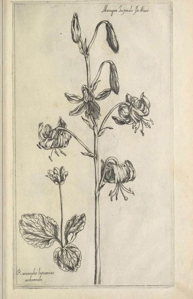 An illustration from Le iardin du roy très chrestien Henry IV roy de France et de Navare : dédié à la royne, 1608, leaf 38