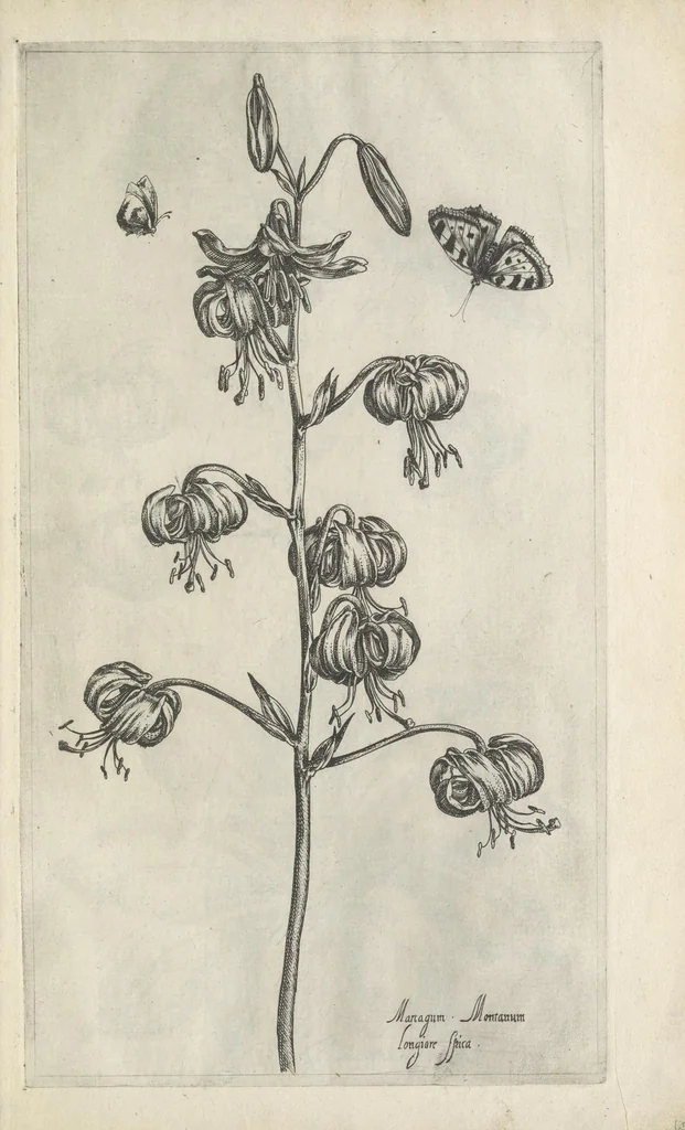 An illustration from Le iardin du roy très chrestien Henry IV roy de France et de Navare : dédié à la royne, 1608, leaf 40