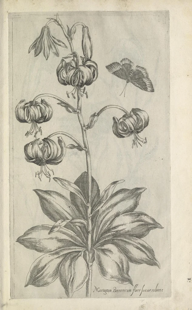 An illustration from Le iardin du roy très chrestien Henry IV roy de France et de Navare : dédié à la royne, 1608, leaf 42