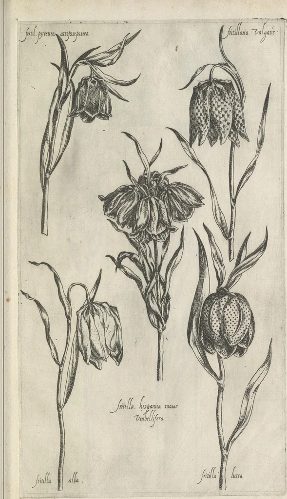 An illustration from Le iardin du roy très chrestien Henry IV roy de France et de Navare : dédié à la royne, 1608, leaf 44