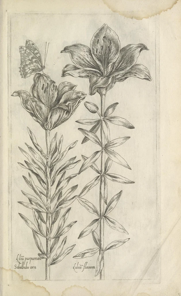An illustration from Le iardin du roy très chrestien Henry IV roy de France et de Navare : dédié à la royne, 1608, leaf 48