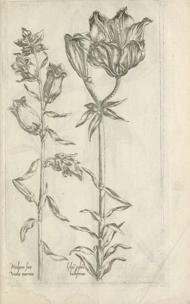 An illustration from Le iardin du roy très chrestien Henry IV roy de France et de Navare : dédié à la royne, 1608, leaf 50