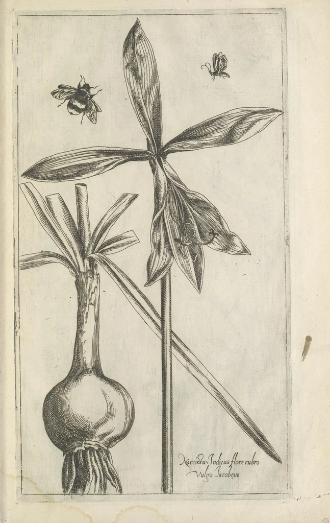 An illustration from Le iardin du roy très chrestien Henry IV roy de France et de Navare : dédié à la royne, 1608, leaf 52