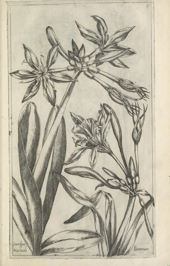 An illustration from Le iardin du roy très chrestien Henry IV roy de France et de Navare : dédié à la royne, 1608, leaf 54