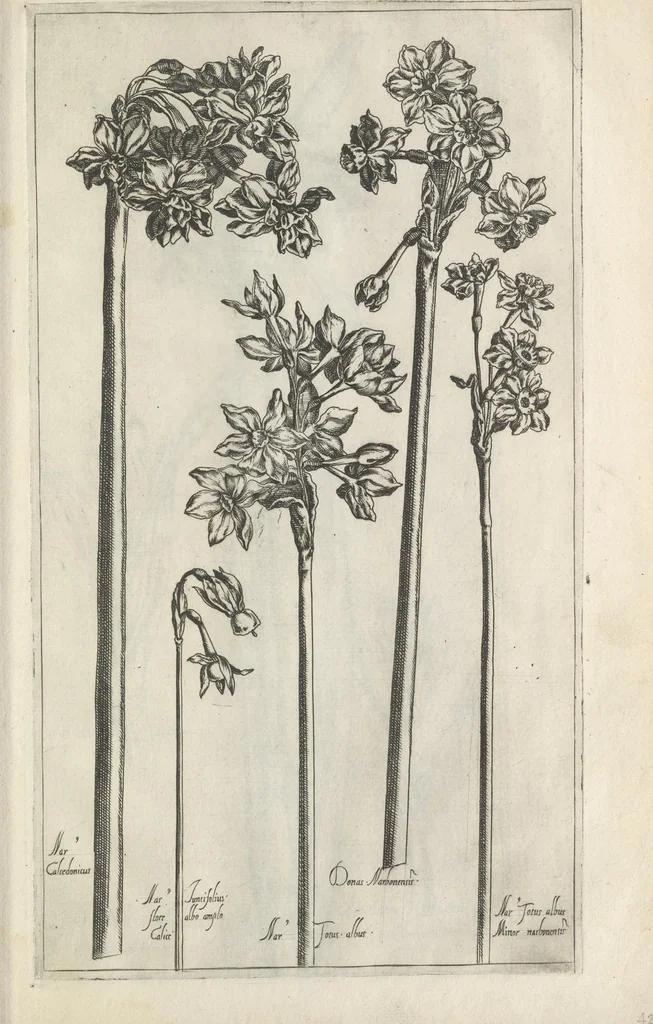 An illustration from Le iardin du roy très chrestien Henry IV roy de France et de Navare : dédié à la royne, 1608, leaf 56