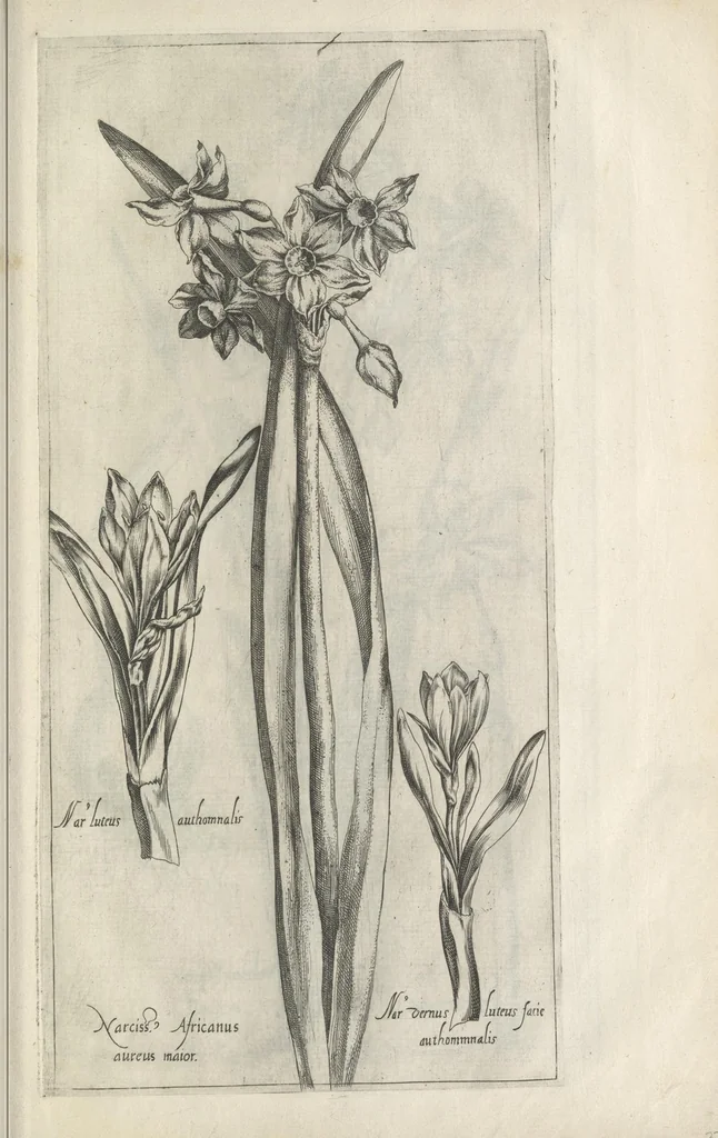 An illustration from Le iardin du roy très chrestien Henry IV roy de France et de Navare : dédié à la royne, 1608, leaf 58