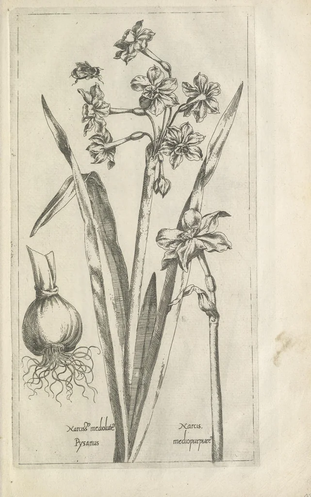 An illustration from Le iardin du roy très chrestien Henry IV roy de France et de Navare : dédié à la royne, 1608, leaf 60