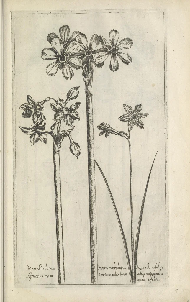 An illustration from Le iardin du roy très chrestien Henry IV roy de France et de Navare : dédié à la royne, 1608, leaf 62