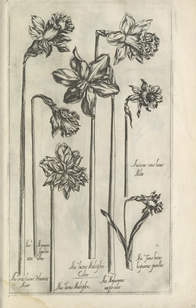 An illustration from Le iardin du roy très chrestien Henry IV roy de France et de Navare : dédié à la royne, 1608, leaf 64
