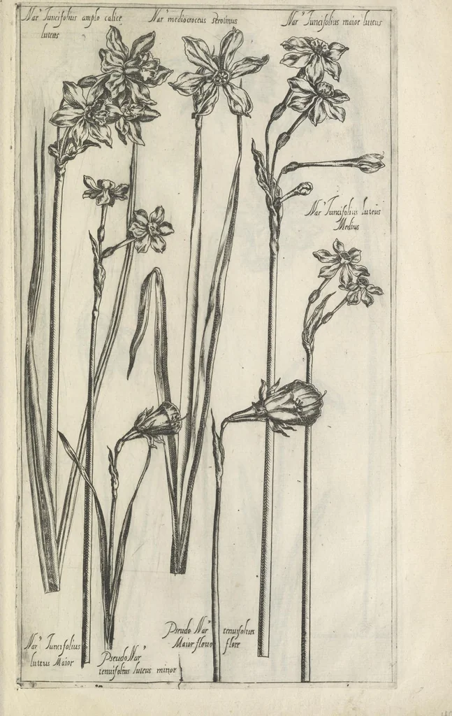 An illustration from Le iardin du roy très chrestien Henry IV roy de France et de Navare : dédié à la royne, 1608, leaf 66