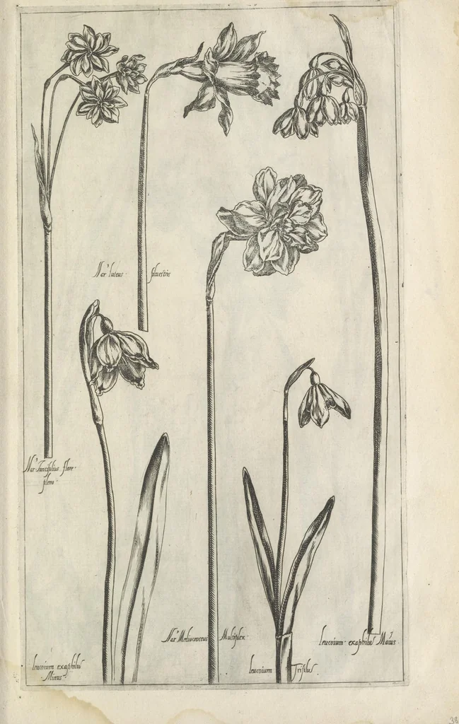 An illustration from Le iardin du roy très chrestien Henry IV roy de France et de Navare : dédié à la royne, 1608, leaf 68
