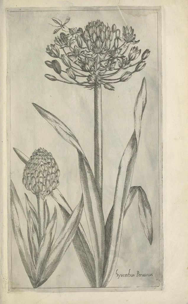 An illustration from Le iardin du roy très chrestien Henry IV roy de France et de Navare : dédié à la royne, 1608, leaf 72