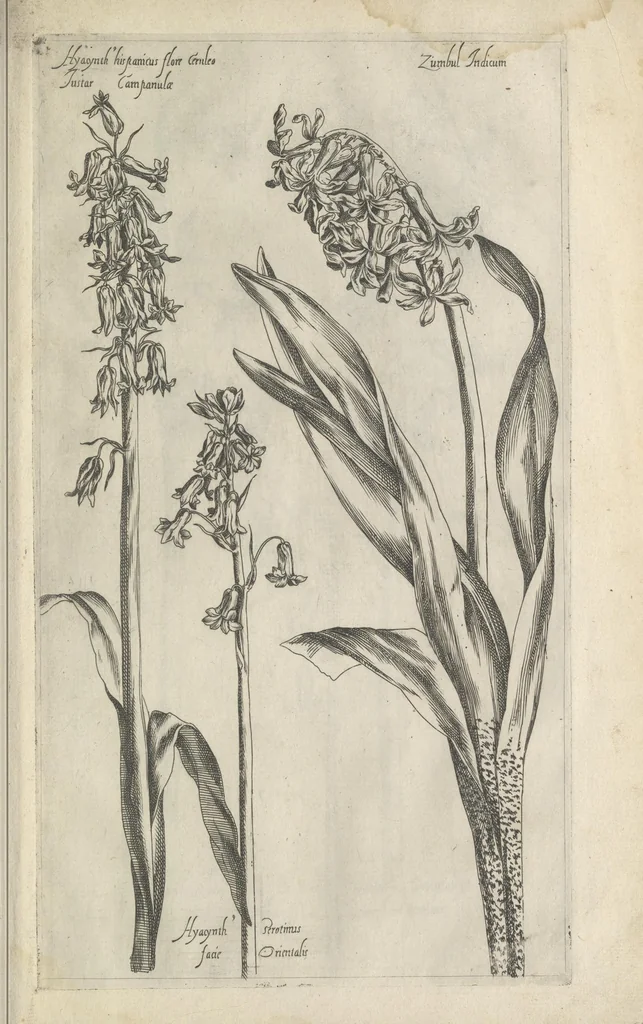 An illustration from Le iardin du roy très chrestien Henry IV roy de France et de Navare : dédié à la royne, 1608, leaf 74