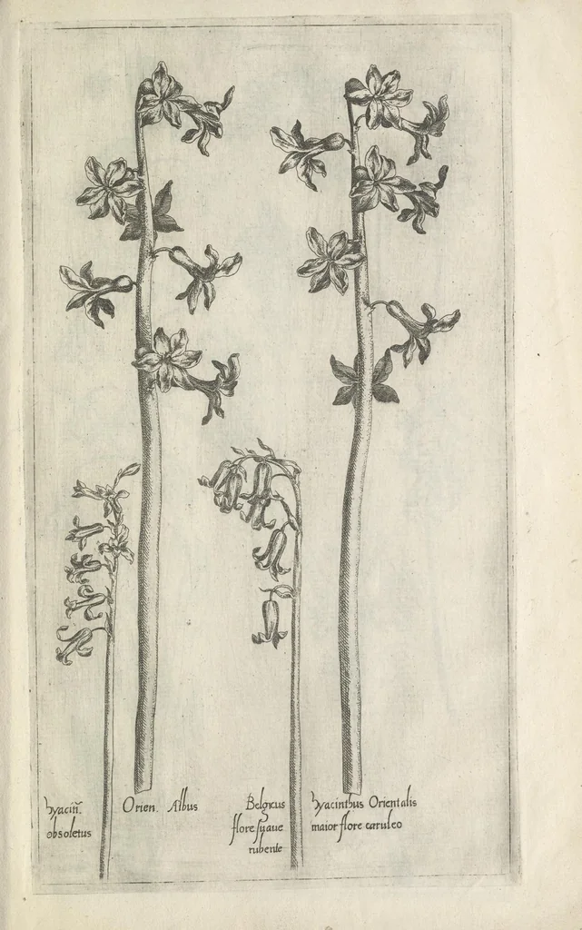 An illustration from Le iardin du roy très chrestien Henry IV roy de France et de Navare : dédié à la royne, 1608, leaf 76