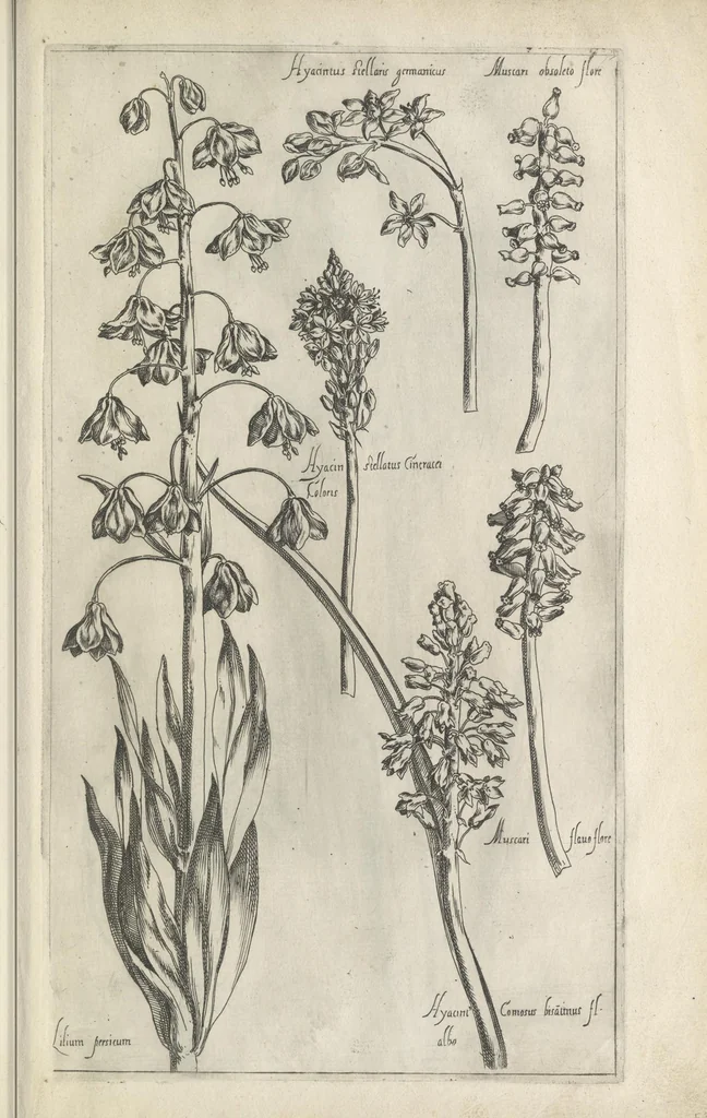 An illustration from Le iardin du roy très chrestien Henry IV roy de France et de Navare : dédié à la royne, 1608, leaf 78