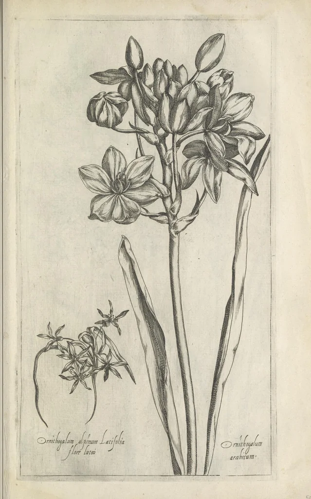 An illustration from Le iardin du roy très chrestien Henry IV roy de France et de Navare : dédié à la royne, 1608, leaf 80