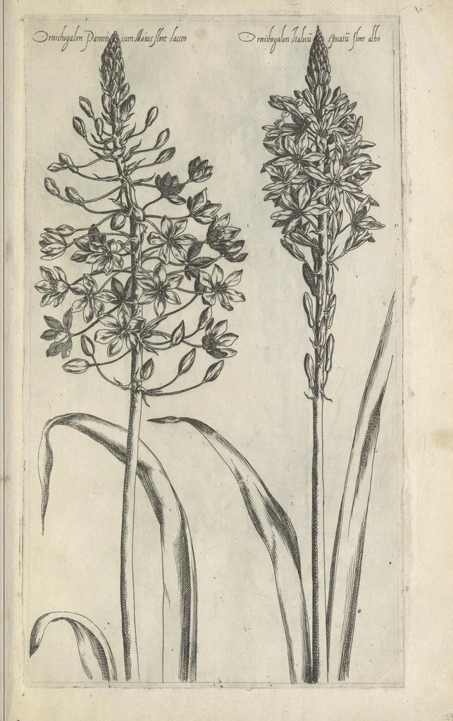 An illustration from Le iardin du roy très chrestien Henry IV roy de France et de Navare : dédié à la royne, 1608, leaf 82