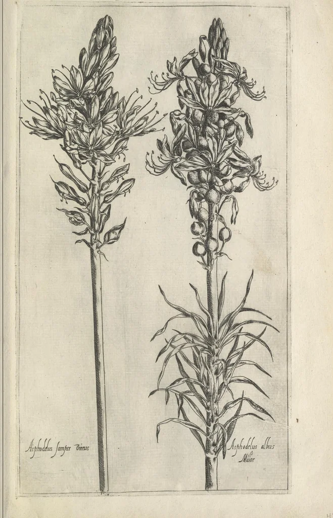 An illustration from Le iardin du roy très chrestien Henry IV roy de France et de Navare : dédié à la royne, 1608, leaf 84