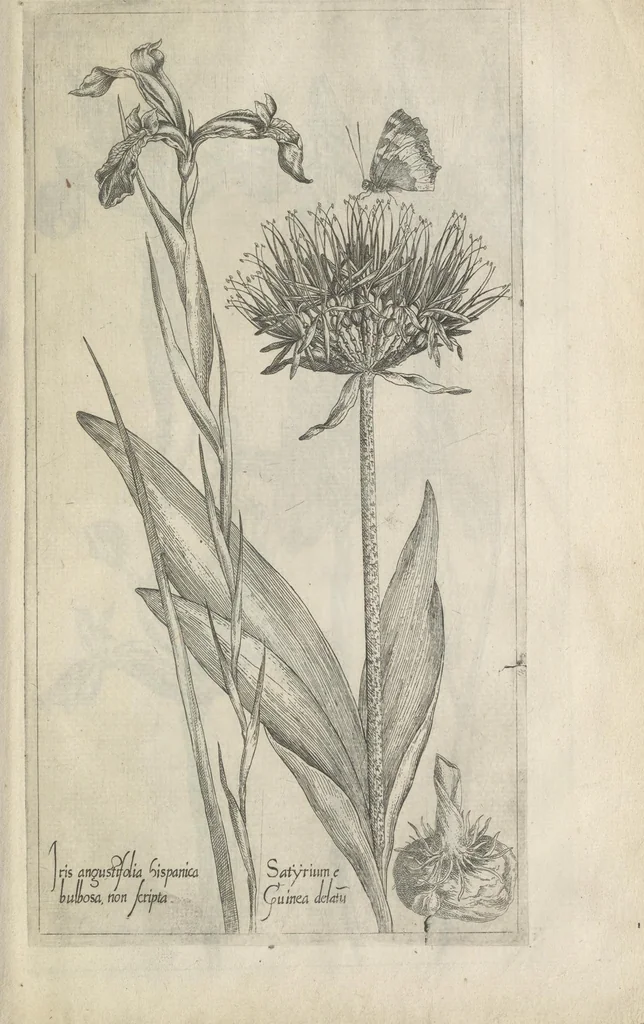 An illustration from Le iardin du roy très chrestien Henry IV roy de France et de Navare : dédié à la royne, 1608, leaf 86