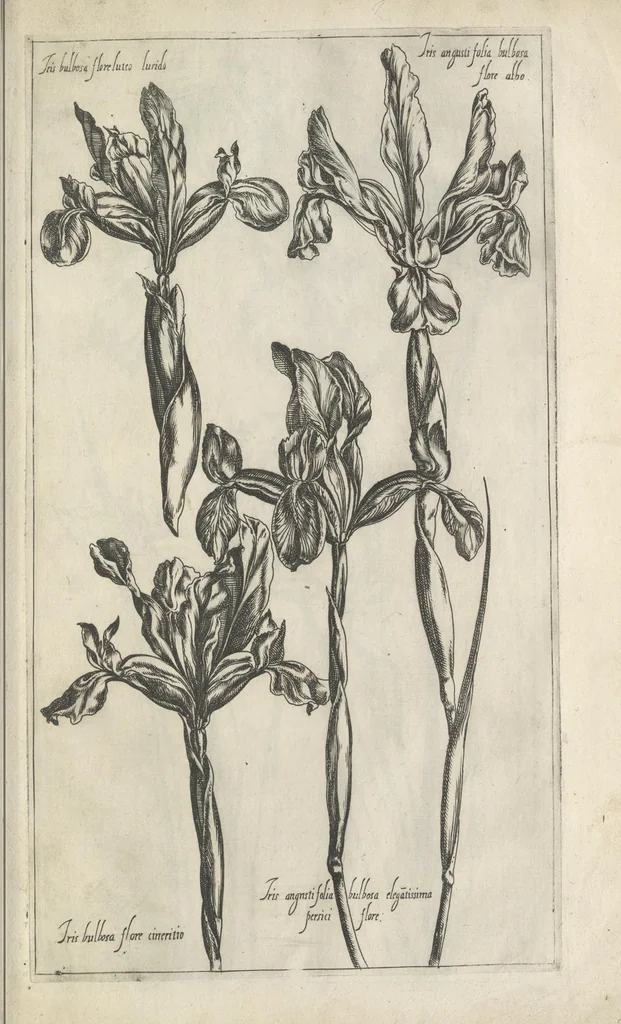 An illustration from Le iardin du roy très chrestien Henry IV roy de France et de Navare : dédié à la royne, 1608, leaf 88