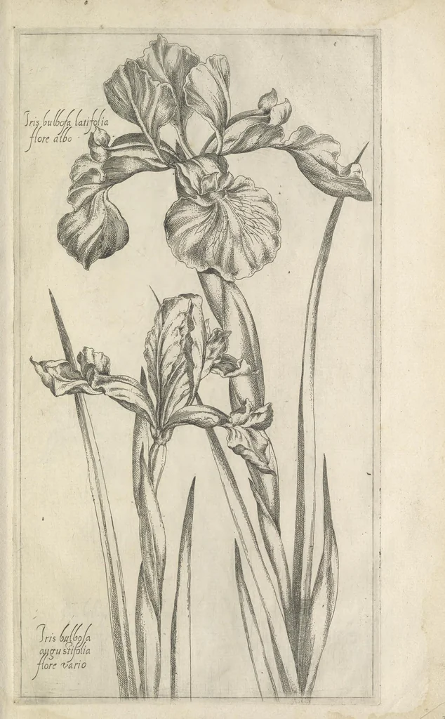 An illustration from Le iardin du roy très chrestien Henry IV roy de France et de Navare : dédié à la royne, 1608, leaf 90