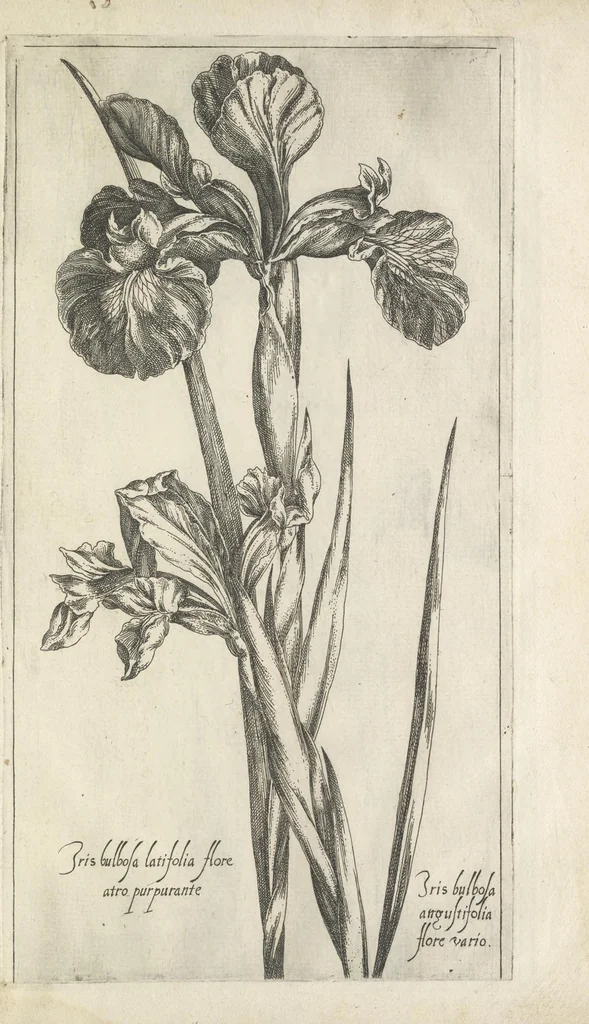 An illustration from Le iardin du roy très chrestien Henry IV roy de France et de Navare : dédié à la royne, 1608, leaf 92