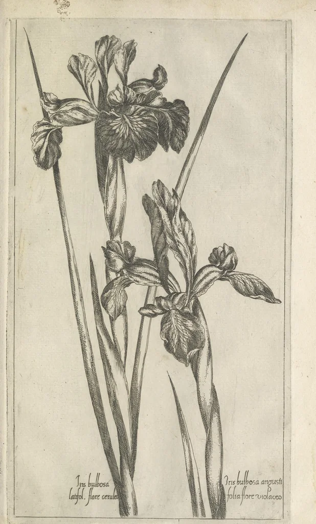 An illustration from Le iardin du roy très chrestien Henry IV roy de France et de Navare : dédié à la royne, 1608, leaf 94