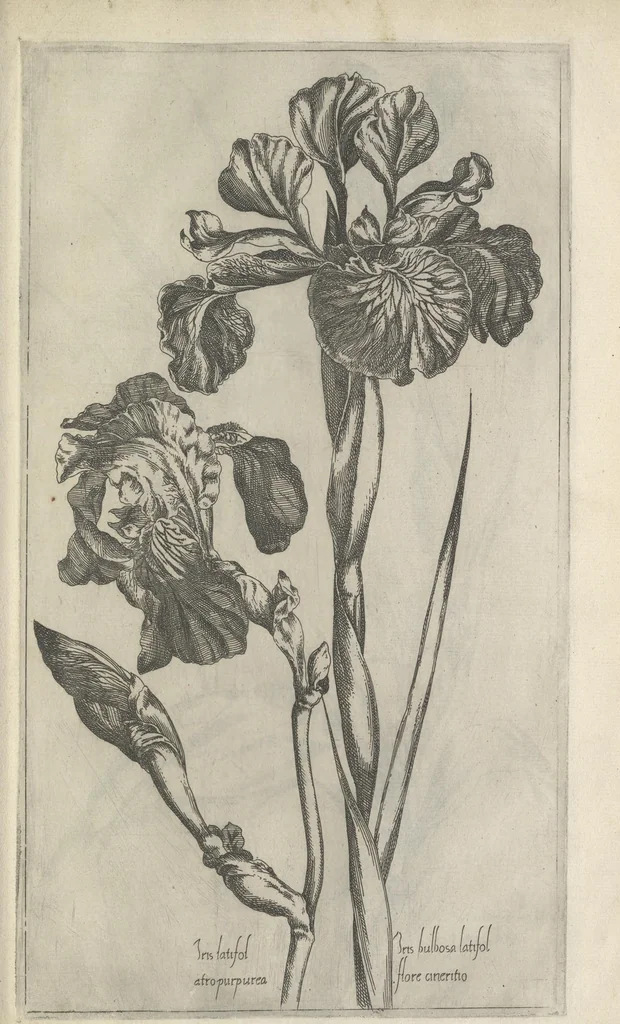 An illustration from Le iardin du roy très chrestien Henry IV roy de France et de Navare : dédié à la royne, 1608, leaf 96