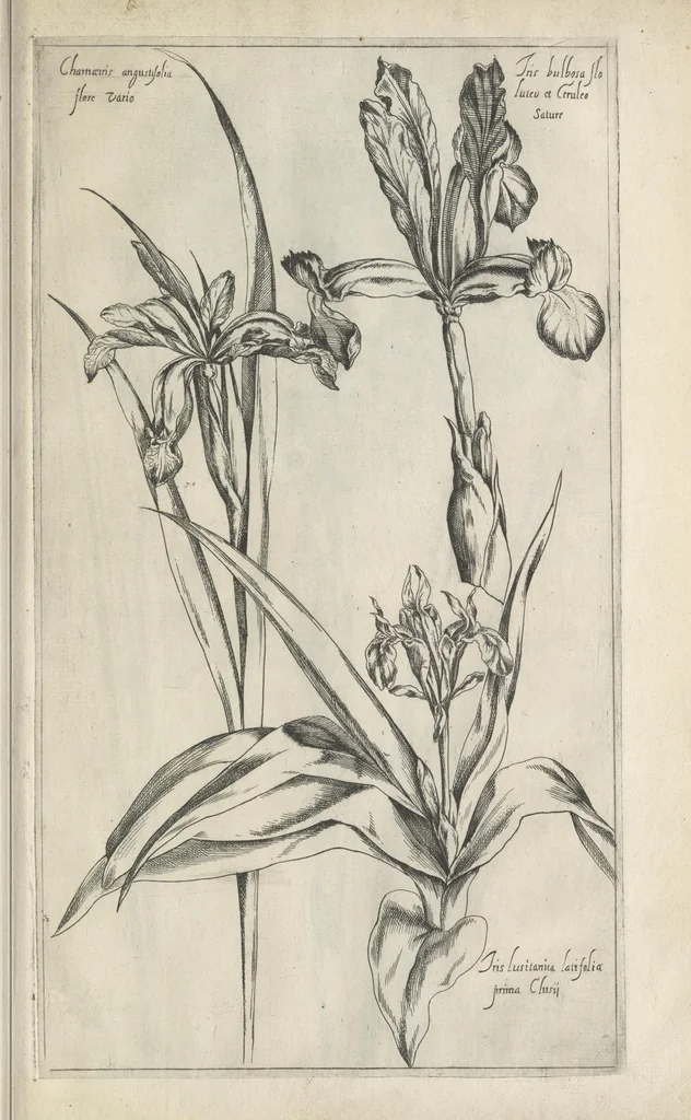 An illustration from Le iardin du roy très chrestien Henry IV roy de France et de Navare : dédié à la royne, 1608, leaf 98