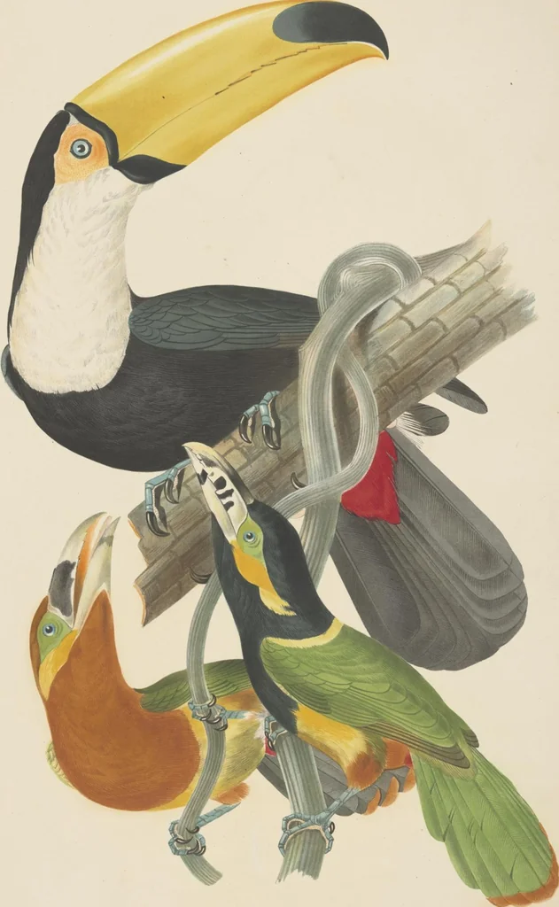An illustration from Ornithologie brésilienne; ou, Histoire des oiseaux du Brésil, remarquables par leur plumage, leur chant, ou leurs habitudes, 1852, leaf 100