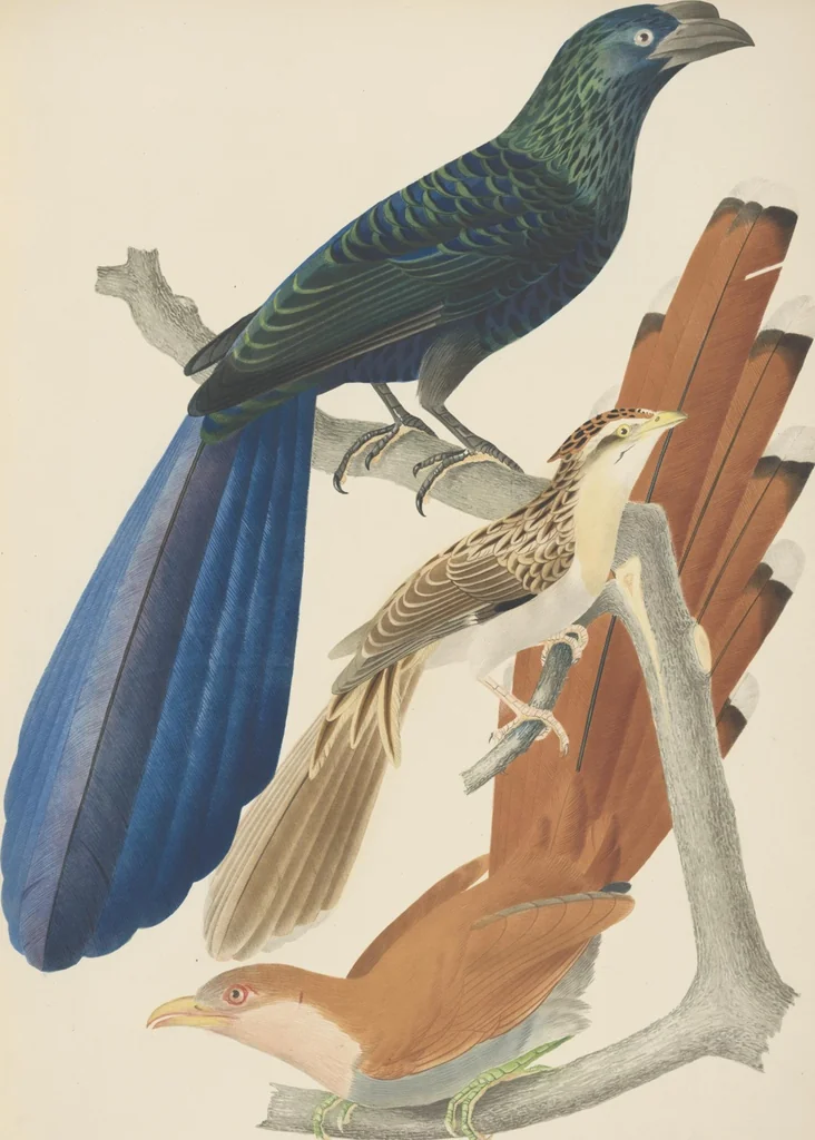 An illustration from Ornithologie brésilienne; ou, Histoire des oiseaux du Brésil, remarquables par leur plumage, leur chant, ou leurs habitudes, 1852, leaf 108