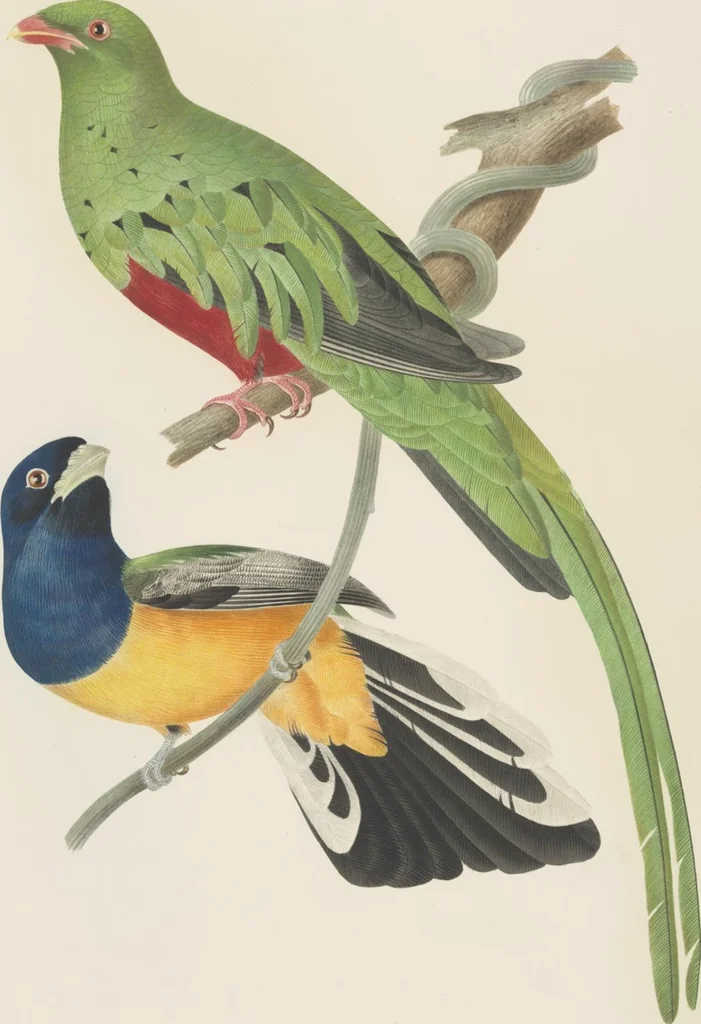 An illustration from Ornithologie brésilienne; ou, Histoire des oiseaux du Brésil, remarquables par leur plumage, leur chant, ou leurs habitudes, 1852, leaf 112