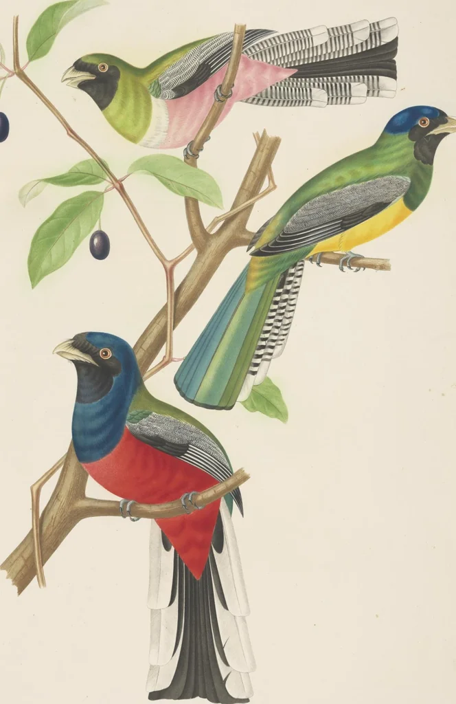 An illustration from Ornithologie brésilienne; ou, Histoire des oiseaux du Brésil, remarquables par leur plumage, leur chant, ou leurs habitudes, 1852, leaf 116