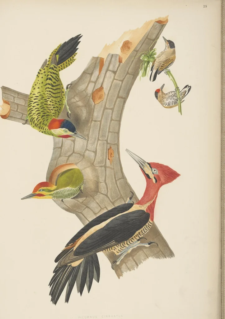 An illustration from Ornithologie brésilienne; ou, Histoire des oiseaux du Brésil, remarquables par leur plumage, leur chant, ou leurs habitudes, 1852, leaf 124