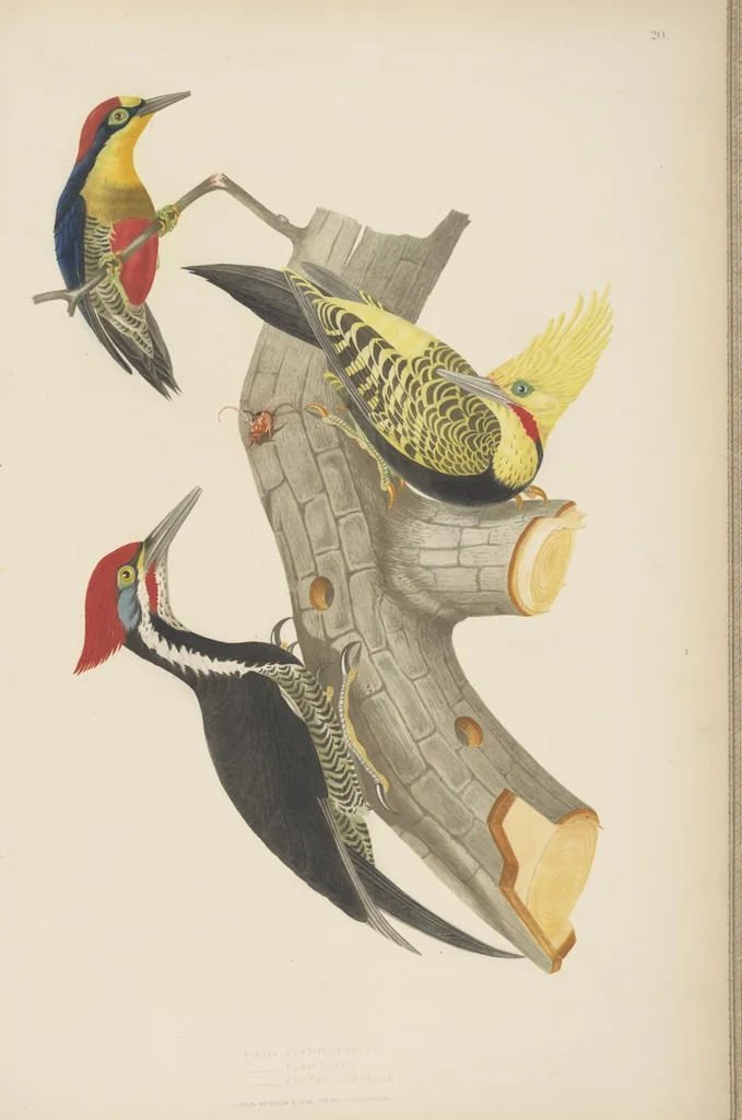 An illustration from Ornithologie brésilienne; ou, Histoire des oiseaux du Brésil, remarquables par leur plumage, leur chant, ou leurs habitudes, 1852, leaf 128