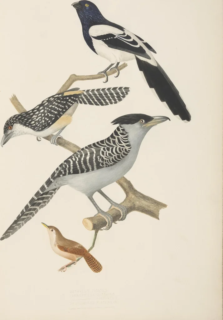 An illustration from Ornithologie brésilienne; ou, Histoire des oiseaux du Brésil, remarquables par leur plumage, leur chant, ou leurs habitudes, 1852, leaf 132