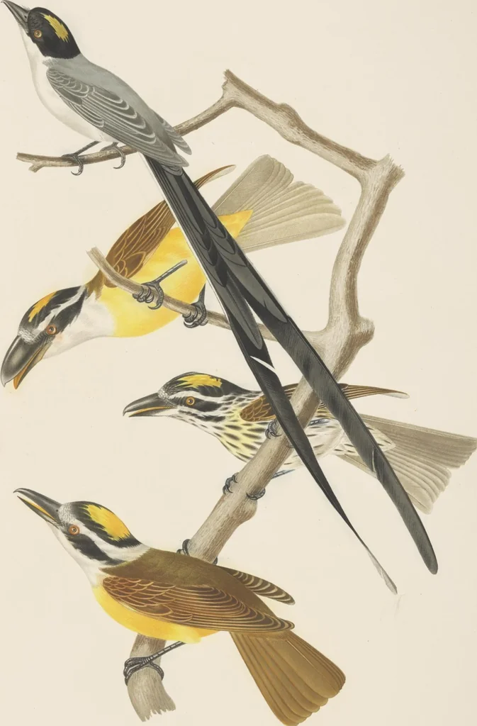 An illustration from Ornithologie brésilienne; ou, Histoire des oiseaux du Brésil, remarquables par leur plumage, leur chant, ou leurs habitudes, 1852, leaf 136