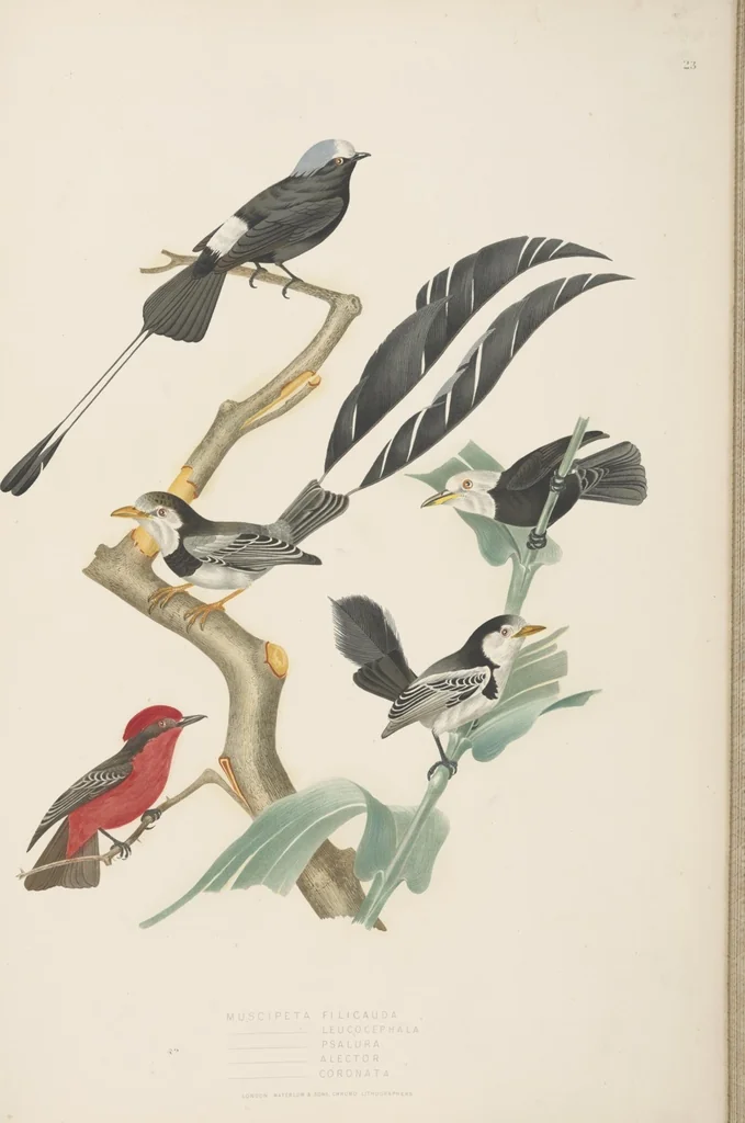 An illustration from Ornithologie brésilienne; ou, Histoire des oiseaux du Brésil, remarquables par leur plumage, leur chant, ou leurs habitudes, 1852, leaf 140