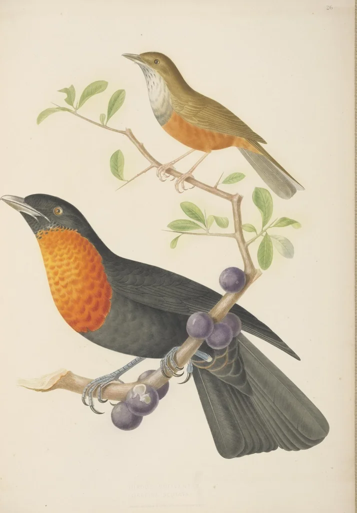 An illustration from Ornithologie brésilienne; ou, Histoire des oiseaux du Brésil, remarquables par leur plumage, leur chant, ou leurs habitudes, 1852, leaf 152