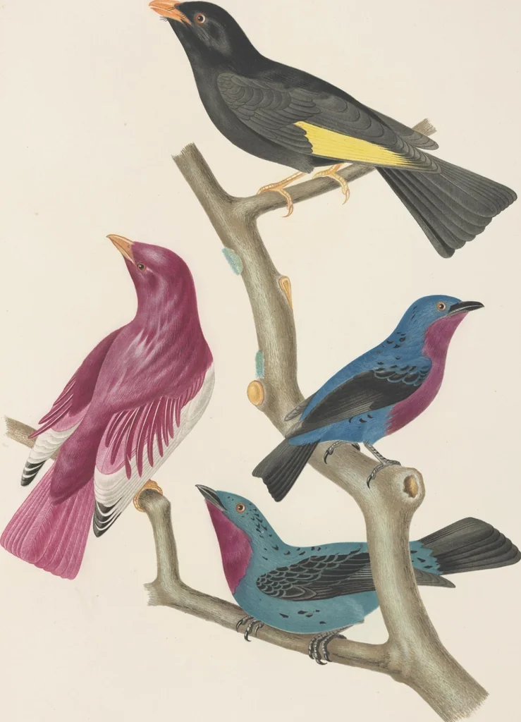 An illustration from Ornithologie brésilienne; ou, Histoire des oiseaux du Brésil, remarquables par leur plumage, leur chant, ou leurs habitudes, 1852, leaf 160