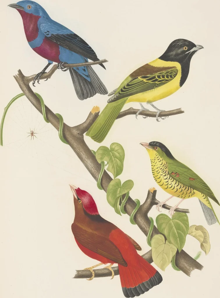 An illustration from Ornithologie brésilienne; ou, Histoire des oiseaux du Brésil, remarquables par leur plumage, leur chant, ou leurs habitudes, 1852, leaf 164