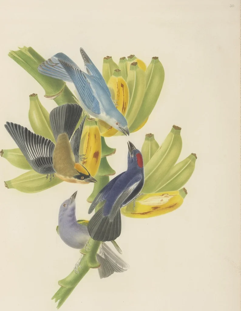 An illustration from Ornithologie brésilienne; ou, Histoire des oiseaux du Brésil, remarquables par leur plumage, leur chant, ou leurs habitudes, 1852, leaf 168